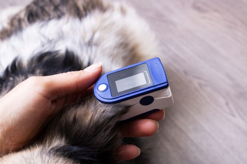 Smartwatch e collari GPS stanno rivoluzionando la cura dei nostri animali domestici.