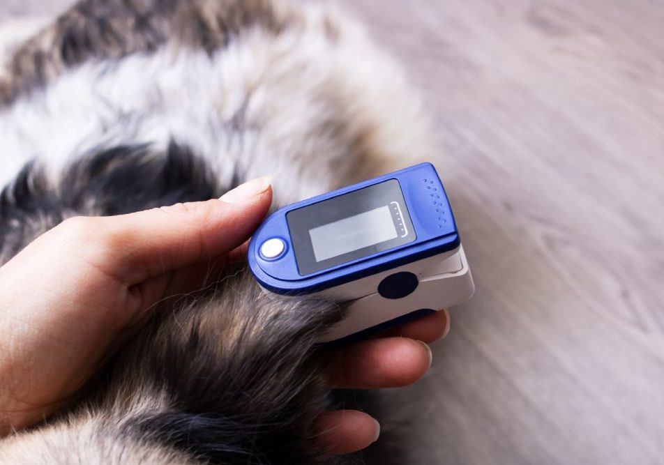 smartwatch-e-dispositivi-per-animali-domestici Smartwatch e collari GPS stanno rivoluzionando la cura dei nostri animali domestici.