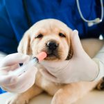 Cani e gatti sono più suscettibili alle malattie durante la stagione fredda, rendendo le vaccinazioni un aspetto cruciale della loro cura.