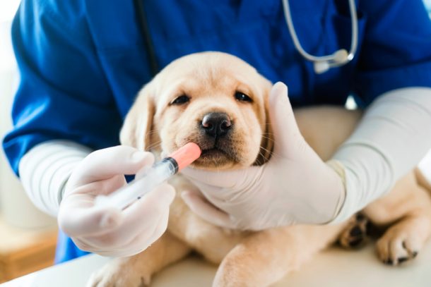 Cani e gatti sono più suscettibili alle malattie durante la stagione fredda, rendendo le vaccinazioni un aspetto cruciale della loro cura.