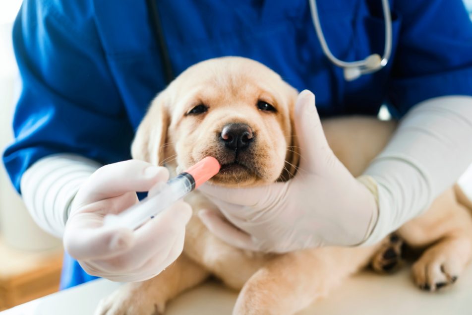 Cani e gatti sono più suscettibili alle malattie durante la stagione fredda, rendendo le vaccinazioni un aspetto cruciale della loro cura.