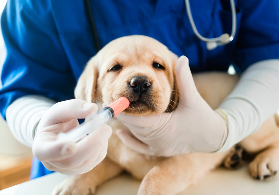 Cani e gatti sono più suscettibili alle malattie durante la stagione fredda, rendendo le vaccinazioni un aspetto cruciale della loro cura.