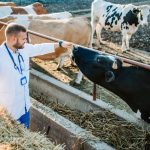 Un piano vaccinale è efficace per il benessere animale e la redditività dell’allevamento.