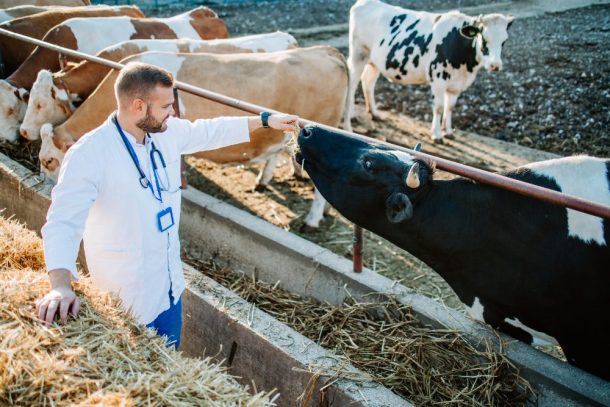 Un piano vaccinale è efficace per il benessere animale e la redditività dell’allevamento.