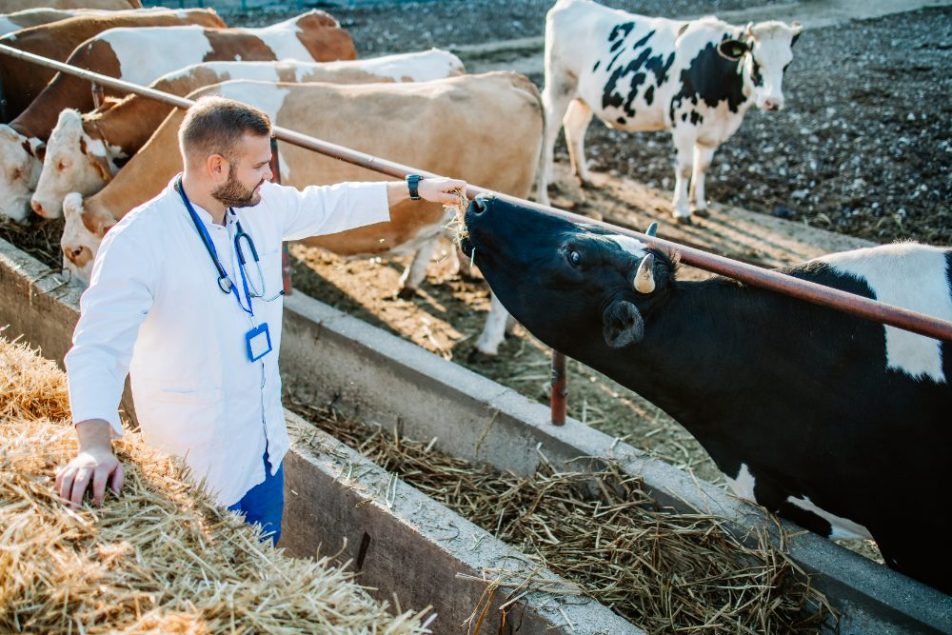 Un piano vaccinale è efficace per il benessere animale e la redditività dell’allevamento.