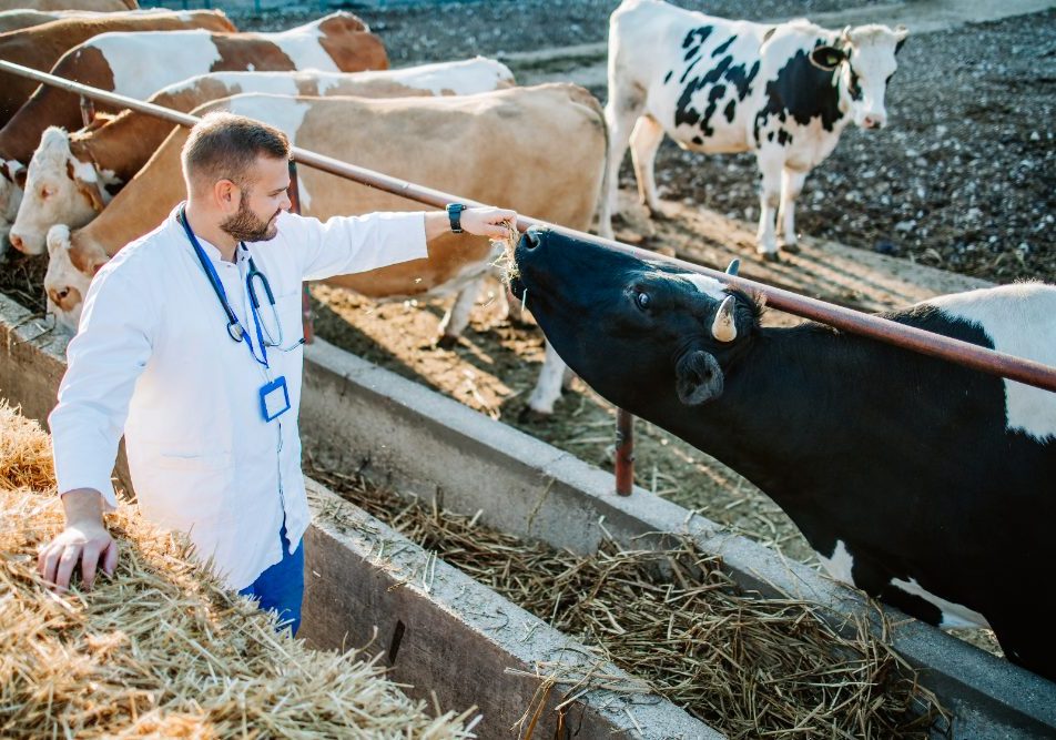 Un piano vaccinale è efficace per il benessere animale e la redditività dell’allevamento.