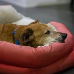 L'artrite canina è una condizione dolorosa che colpisce le articolazioni del cane.