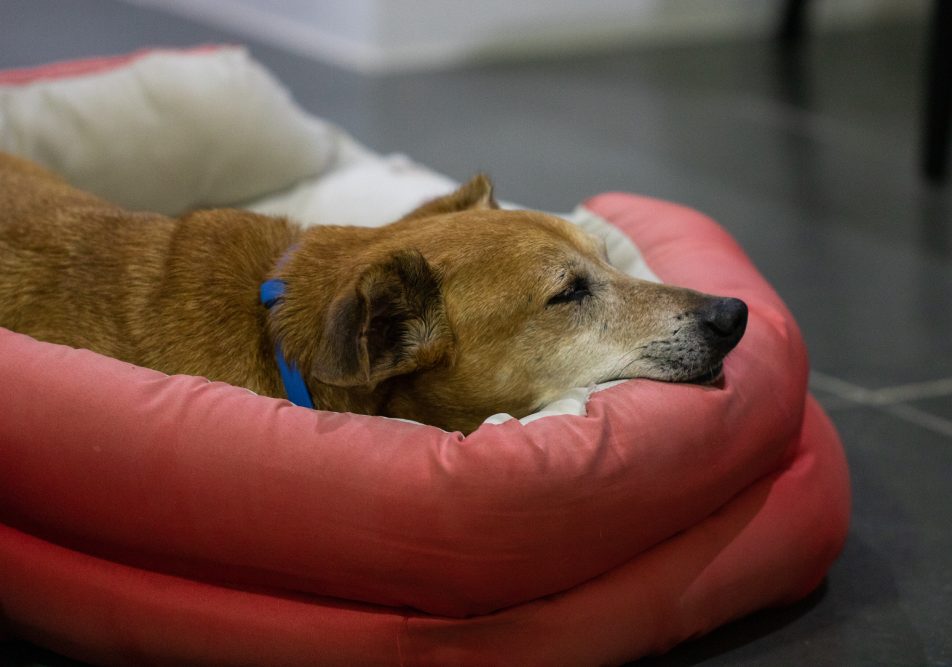 L'artrite canina è una condizione dolorosa che colpisce le articolazioni del cane.