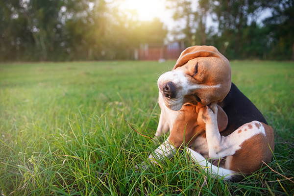 Cane con dermatite atopica da punture di insetti che si gratta l'orecchio su un prato erboso