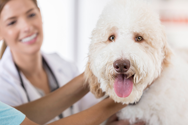 Cane che riceve dal veterinario una cura di antistaminici contro la dermatite