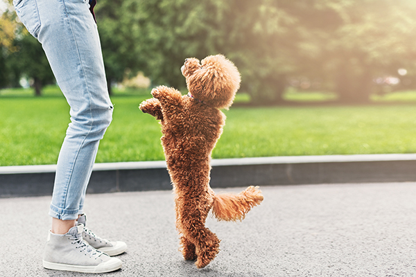 Cane di razza piccola gioca al parco con la sua padrona