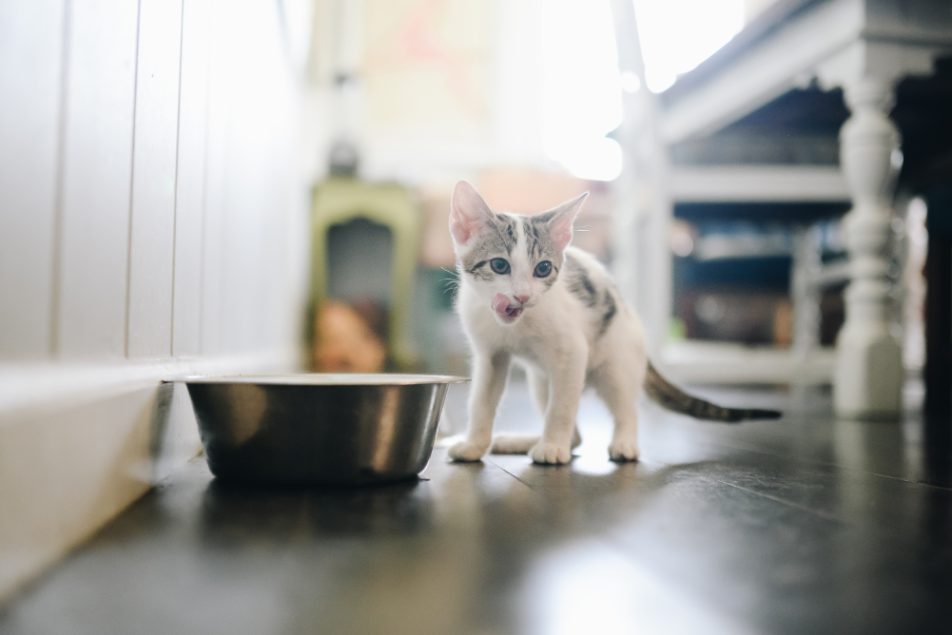corretta-alimentazione-per-felini Nutrire correttamente un gatto è fondamentale per la sua salute, il suo benessere e la longevità.