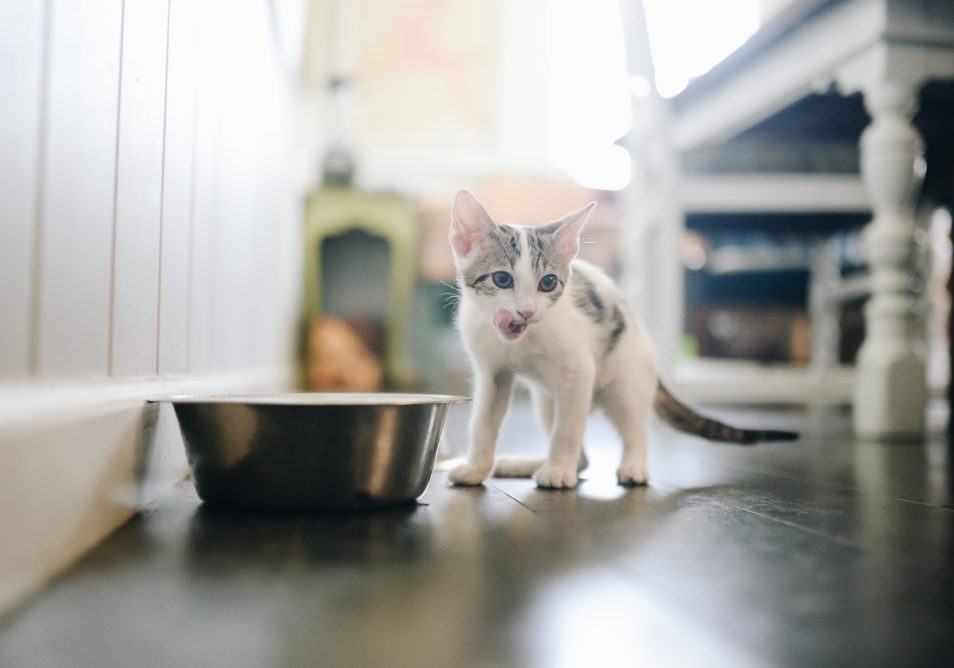 corretta-alimentazione-per-felini Nutrire correttamente un gatto è fondamentale per la sua salute, il suo benessere e la longevità.