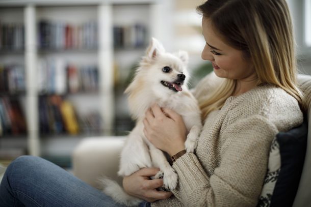 i-cani-di-piccola-taglia-o-cani-toy I cani di piccola taglia, perfetti per la vita in appartamento, generalmente non superano i 4 kg di peso da adulti e sono ideali per chi ha uno stile di vita dinamico, ma desidera comunque la compagnia di un amico a quattro zampe.