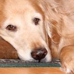 L'istiocitoma è un tumore della pelle comune nei cani