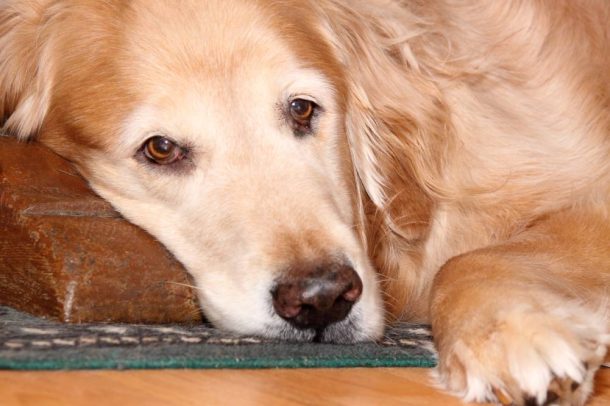 L'istiocitoma è un tumore della pelle comune nei cani