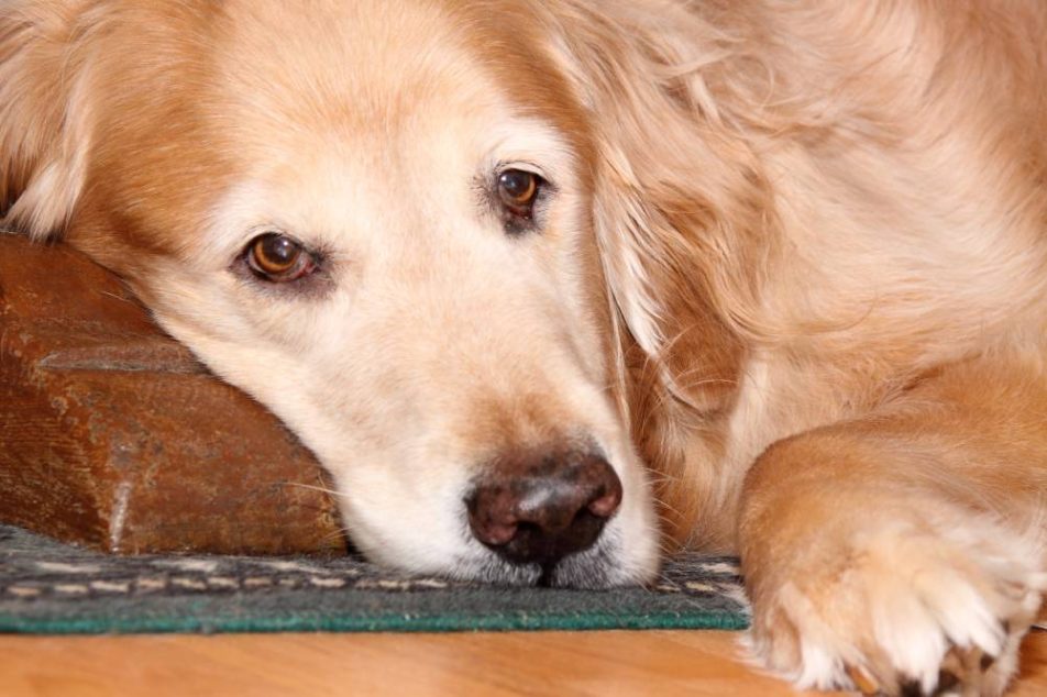 istiocitoma-tumore-pelle-cane L'istiocitoma è un tumore della pelle comune nei cani