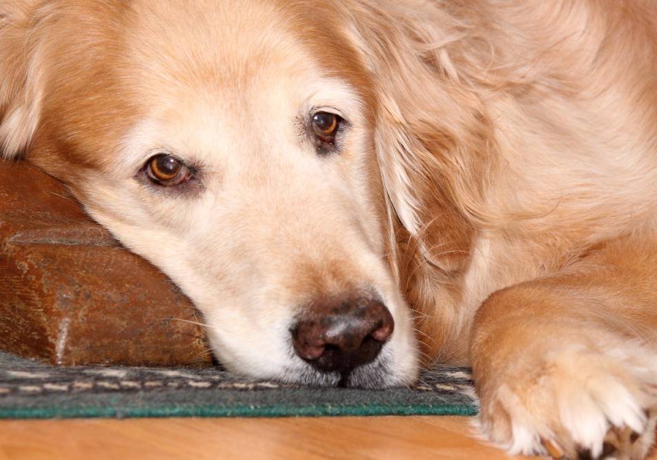 L'istiocitoma è un tumore della pelle comune nei cani