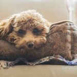 Cane che soffre per tumore della pelle