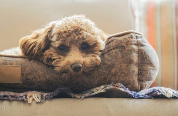 melanoma-tumore-pelle-cane Cane che soffre per tumore della pelle