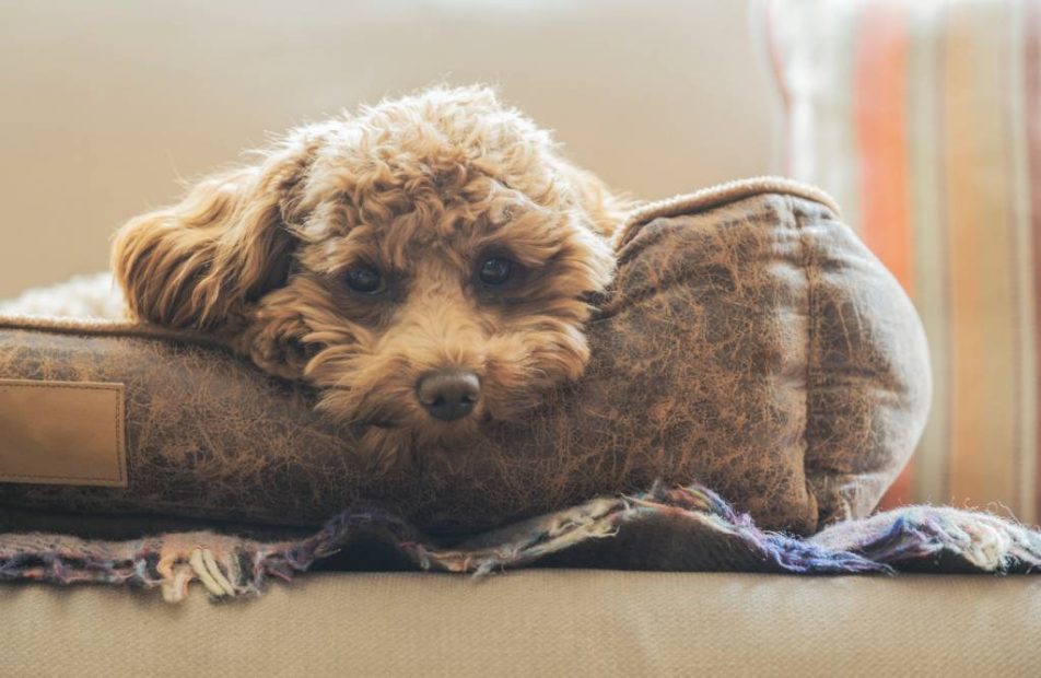 Cane che soffre per tumore della pelle