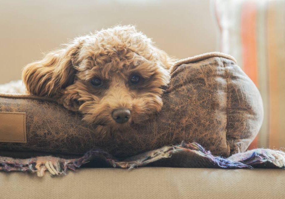 Cane che soffre per tumore della pelle