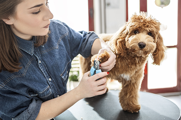 Padrona che utilizza il tagliaunghie per cani quando le unghie del suo cane superano la lunghezza raccomandata