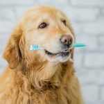 La pulizia dei denti è fondamentale per la salute del cane