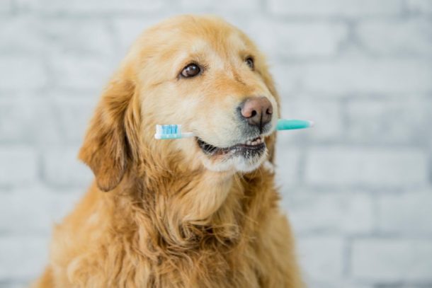 La pulizia dei denti è fondamentale per la salute del cane