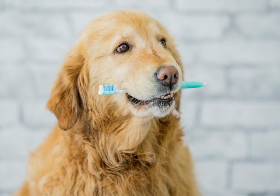 La pulizia dei denti è fondamentale per la salute del cane