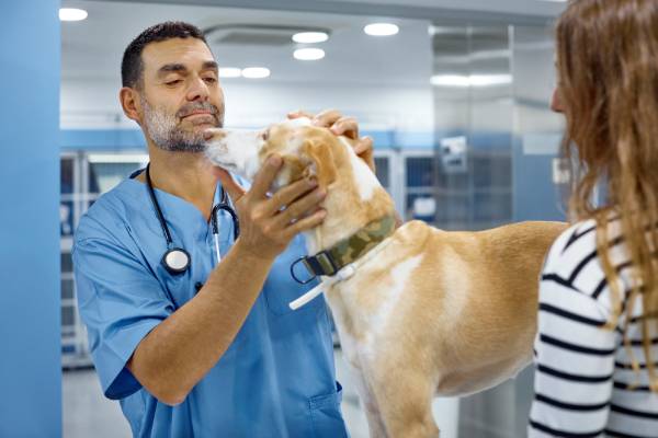 Veterinaio visita un cane per diagnosi melanoma