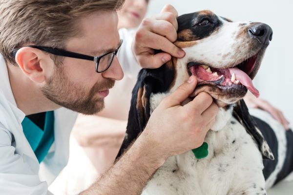 Un veterinario controlla i denti di un cane