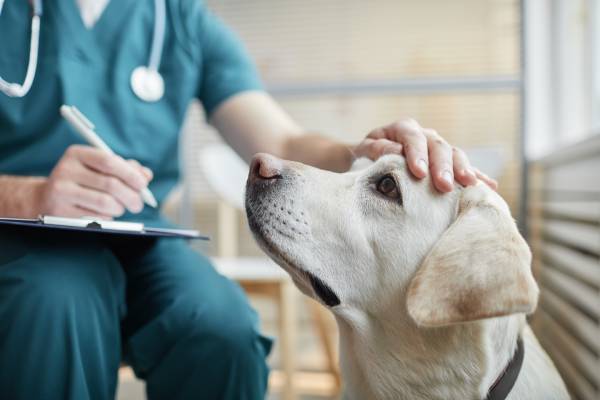 Veterinario verifica la presenza di un tumore cutaneo nel cane
