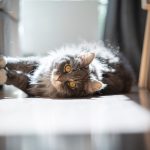 Gatto a pelo lungo con occhi vivaci che soffre di dermatite mentre si distende sul pavimento del salotto