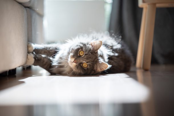 gatto-a-pelo-ungo-con-dermatite-distendendosi-sul-pavimento-del-salotto Gatto a pelo lungo con occhi vivaci che soffre di dermatite mentre si distende sul pavimento del salotto