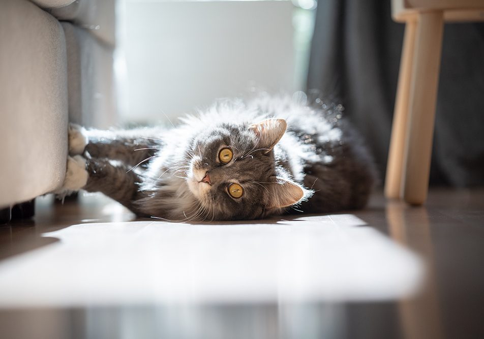 Gatto a pelo lungo con occhi vivaci che soffre di dermatite mentre si distende sul pavimento del salotto