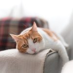 Gatto sdraiato sul divano che soffre di dermatite