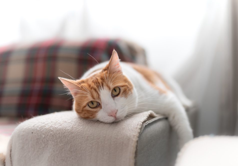 Gatto sdraiato sul divano che soffre di dermatite