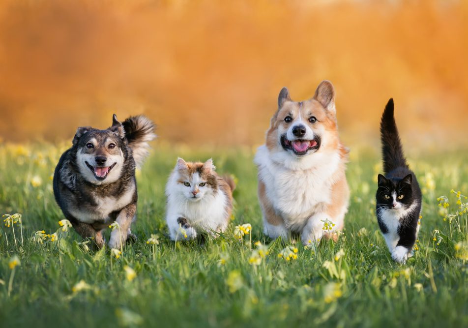 Animali domestici in primavera, stagione di muta del pelo causa anche di dermatite