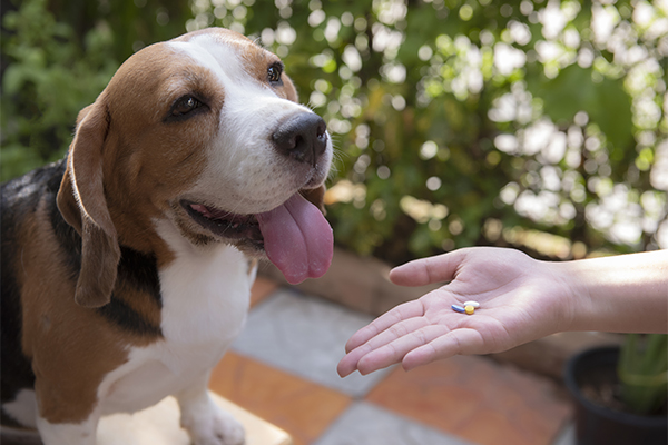 Padrona nel cortile di casa che somministra al suo cane delle compresse di Augmentin