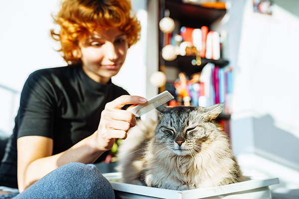Padrona che spazzola il suo gatto a pelo lungo, uno dei rimedi naturali contro la dermatite dell’animale