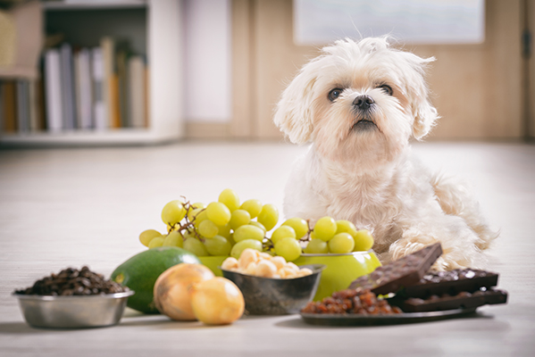 Cane sul pavimento di casa con accanto del cibo che induce al suo avvelenamento, tra cui: cioccolata, aglio e cipolla, uva e uvetta