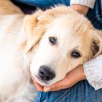 Cane in braccio al suo padrone che trema per avvelenamento