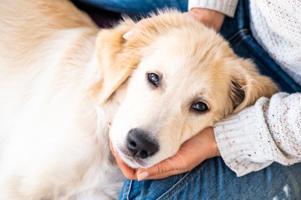 Cane in braccio al suo padrone che trema per avvelenamento