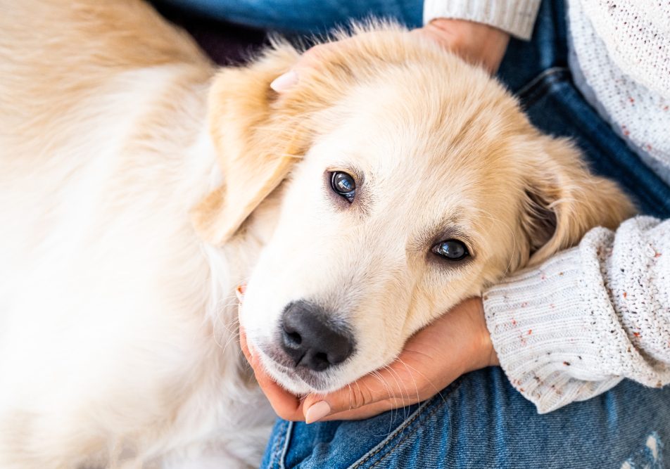 Cane in braccio al suo padrone che trema per avvelenamento