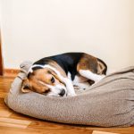 Cane beagle con diarrea nella sua cuccia