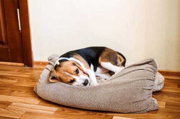 Cane beagle con diarrea nella sua cuccia