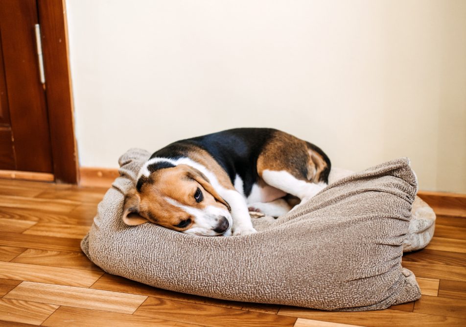 Cane beagle con diarrea nella sua cuccia