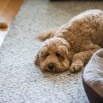 Cane con diarrea sdraiato sul divano con i sintomi di letargia