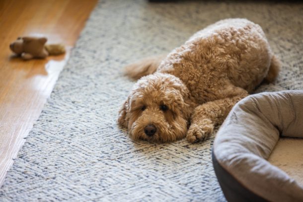 Cane con diarrea sdraiato sul divano con i sintomi di letargia